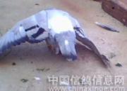 ���̵ĵ�����(ͼ)