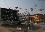 ����������������ŷ�ͼƬ����