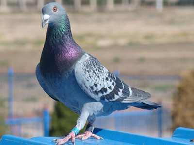 ���뽡�����Ĵ��־