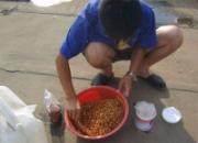 �ջ����(ͼ)