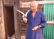 �˸��׺�����ʤ�ķ���(ͼ)