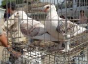 ���������еĹ��͸�(ͼ) 