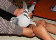 ʯ��ׯ���ھ��ֲ�260���Ｏ��ͼ