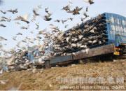 �ƶ��߲�ԭ��