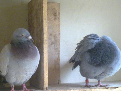 ��Ȥ����������(ͼ)