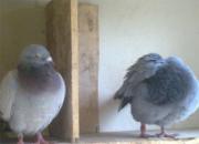 ��Ȥ����������(ͼ)