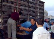 ��������ֲ�Ϊ���˻Ἧ�ʸ��ֳ�