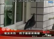 ��Ƶ���Ÿ�ײ�ƺ�����δ��