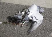 ˾��Ϊ���Ÿ����3��׷β(ͼ)