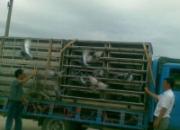 ���ڴ���԰���ֲ��ġ�˫��������