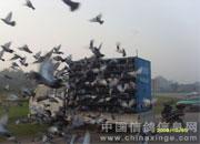 ���ϰ�����Э09����300�������(ͼ)