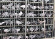 ������ɽ��ͷ500�����������