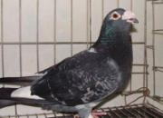 ɹɹ����صġ���Ѫ�롱