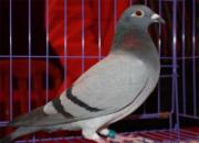 ��˳��������Э����������������