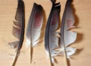 �������˵������ʷ(ͼƬ)