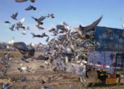 ��ظ�ԭ��Ӣ��300���ﻨ��