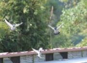 ���ݺ���Ԥ���ɳ�2070��/��