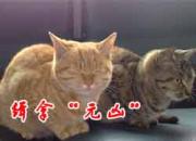 ���á�Ԫ�ס�(ͼ�ļ�ʵ)