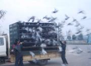 ʯ��ׯ���ǹ����������