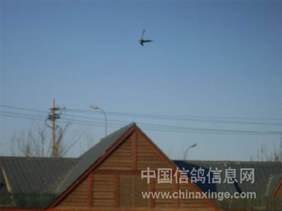 ȫ��߷����������Ŷ����˱�������ս��