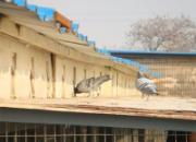 ���������500��������ֳ�