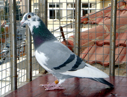 ���������ԣ�