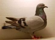 �����Ÿ���Ӱ�ĺ��ڴ���ͼ(��)