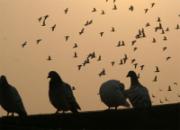 �����ڻƻ��з���(ͼ)