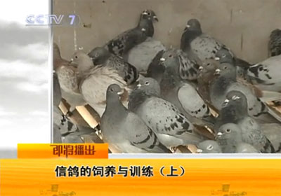 ������Ƶ���Ÿ��������ѵ��