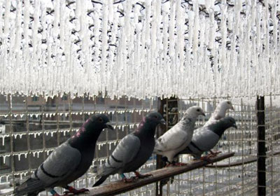 ���������ꡱ�����������(ͼ)