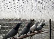 ���������ꡱ�����������(ͼ)