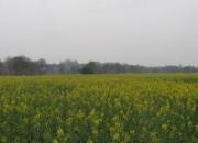 ��밿���ڴ������Ұ(ͼ)