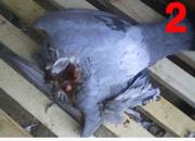 �²�˭�Ǻ�������(ͼ)