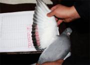 ����������رȻ��ʸ������뻨��