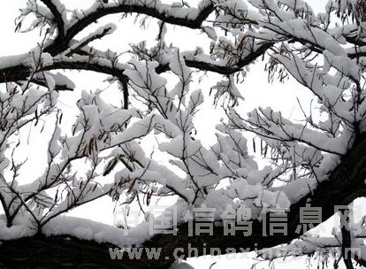 �������£�����ѩڡ���(ͼ)