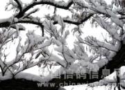 �������£�����ѩڡ���(ͼ)