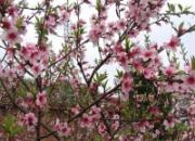 ��ѵ��԰����ͼ