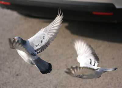 �����������˲��