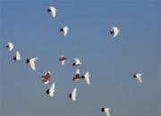 �й��羰���ÿ��Ĺ��͸�(ͼ)