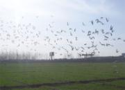 ������Բ˳���һ�ر����ֳ�(ͼ)