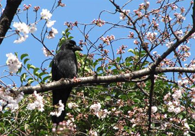 Ұ�롢ѩ����ѻ��ӣ��(ͼ) 