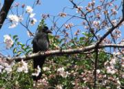 Ұ�롢ѩ����ѻ��ӣ��(ͼ) 