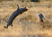 Ұèչ�ֿ���ץ�뼼��(��ͼ)