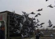 ������Э����500�����ۺϱ���(ͼ)