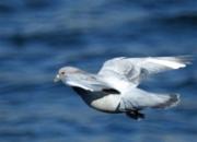 ���˵ġ�������