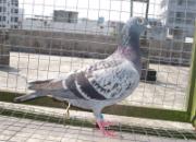 ���ε��������뱭�����ھ�(ͼ)