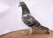 ��ս�ڼ���ɳ�������ͼ�ģ�