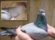 �����ٶ�����Ӯ��Ѫͳʤ�ڳ��(ͼ��)