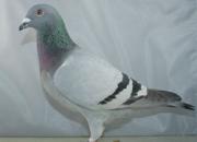 ���� (����ھ���ĸ�������) ��