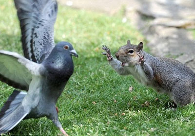 ��������������ʳ�������ս(��ͼ)